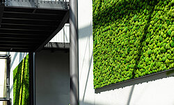 Maintenance-free cushion moss wall decoration, Stadtwerke Geesthacht entrance hall, bun moss